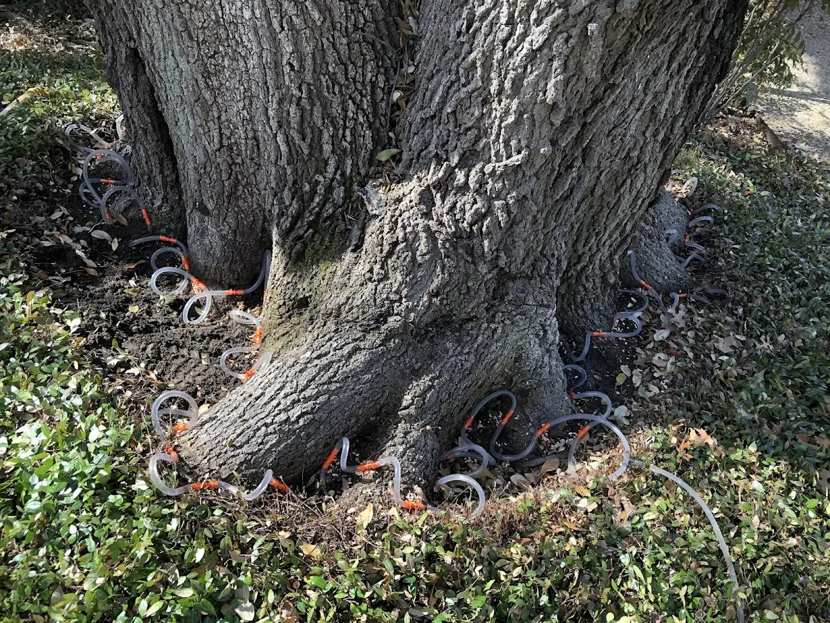 Detailed Tree Cabling and Bracing job site in Crab Orchard