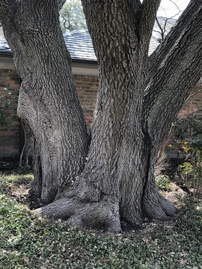 Mature heritage tree close to a Crab Orchard property cared for by certified arborists